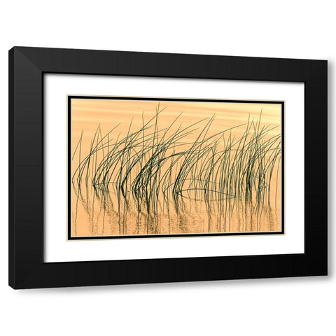 Canada- Manitoba- Wekusko Falls Provincial Park. Reeds reflect patterns in Wekusko Lake. Black Modern Wood Framed Art Print with Double Matting by Jaynes Gallery