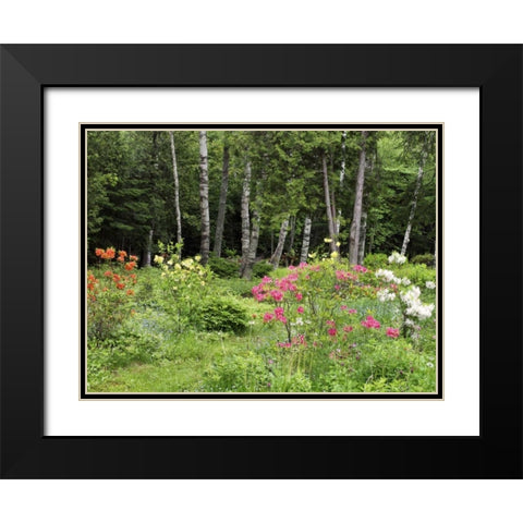 Canada, New Brunswick, garden and forest Black Modern Wood Framed Art Print with Double Matting by Anon, Ellen