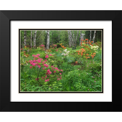 Canada, New Brunswick, garden and forest Black Modern Wood Framed Art Print with Double Matting by Anon, Ellen