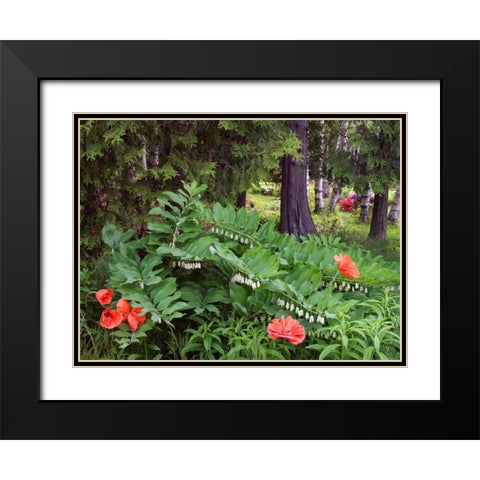 Canada, New Brunswick Wildflowers Black Modern Wood Framed Art Print with Double Matting by Anon, Ellen