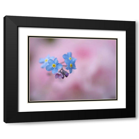 Canada, New Brunswick Forget-me-not flowers Black Modern Wood Framed Art Print with Double Matting by Anon, Ellen