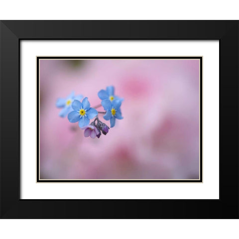 Canada, New Brunswick Forget-me-not flowers Black Modern Wood Framed Art Print with Double Matting by Anon, Ellen
