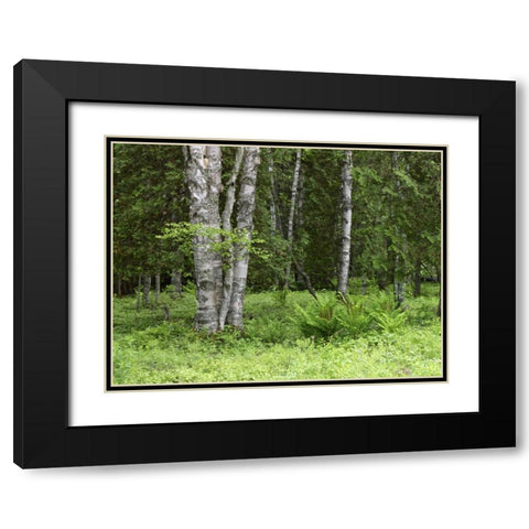 Canada, New Brunswick Forest scenic Black Modern Wood Framed Art Print with Double Matting by Anon, Ellen