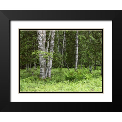 Canada, New Brunswick Forest scenic Black Modern Wood Framed Art Print with Double Matting by Anon, Ellen