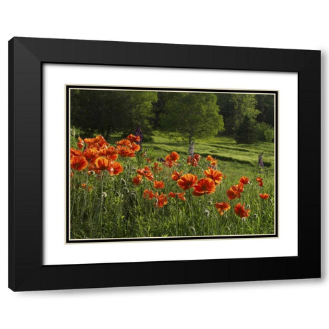 Canada, New Brunswick Poppies and forest Black Modern Wood Framed Art Print with Double Matting by Anon, Ellen