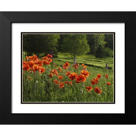 Canada, New Brunswick Poppies and forest Black Modern Wood Framed Art Print with Double Matting by Anon, Ellen