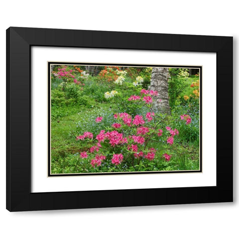 Canada, New Brunswick, Garden flowers Black Modern Wood Framed Art Print with Double Matting by Anon, Ellen