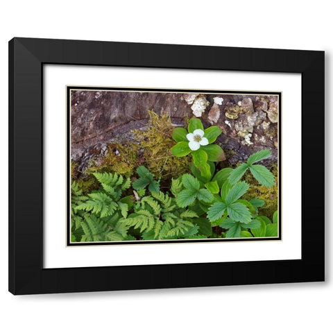 Canada, New Brunswick Plants on forest floor Black Modern Wood Framed Art Print with Double Matting by Anon, Ellen