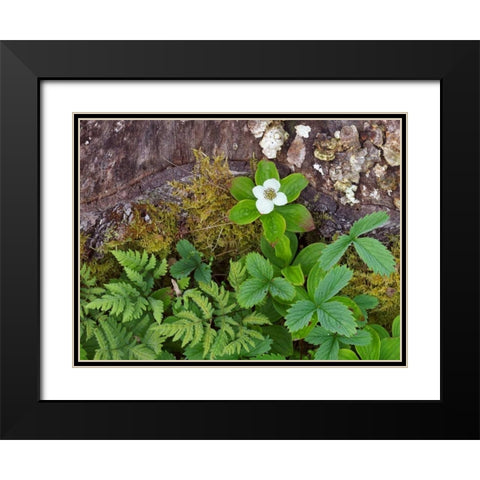 Canada, New Brunswick Plants on forest floor Black Modern Wood Framed Art Print with Double Matting by Anon, Ellen