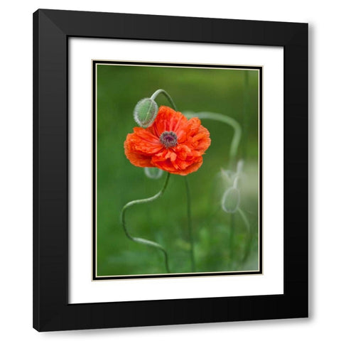 Canada, New Brunswick Poppy flower and bud Black Modern Wood Framed Art Print with Double Matting by Anon, Ellen