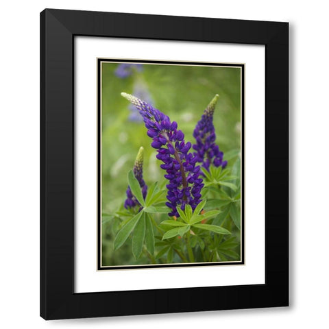 Canada, New Brunswick Lupine flowers Black Modern Wood Framed Art Print with Double Matting by Anon, Ellen