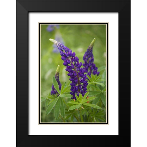 Canada, New Brunswick Lupine flowers Black Modern Wood Framed Art Print with Double Matting by Anon, Ellen
