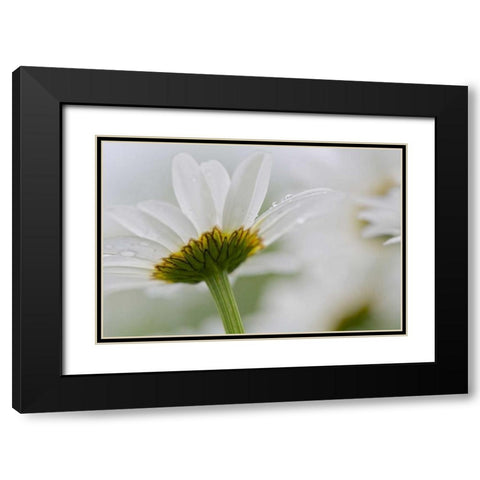 Canada, New Brunswick Daisy flower Black Modern Wood Framed Art Print with Double Matting by Anon, Ellen