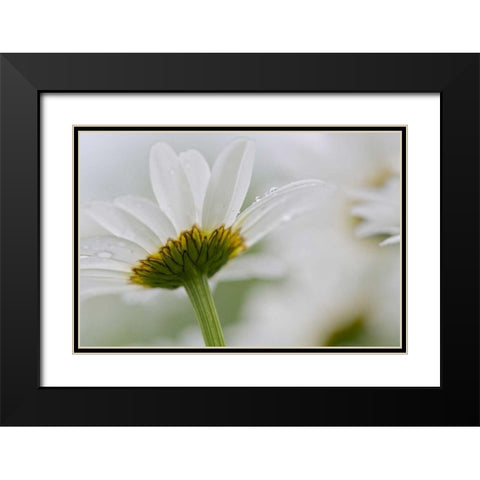 Canada, New Brunswick Daisy flower Black Modern Wood Framed Art Print with Double Matting by Anon, Ellen