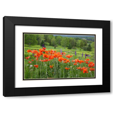 Canada, New Brunswick Landscape with wildflowers Black Modern Wood Framed Art Print with Double Matting by Anon, Ellen