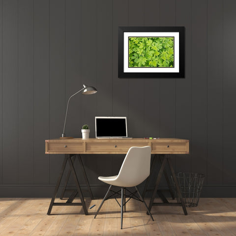 Canada, New Brunswick Leafy vegetation Black Modern Wood Framed Art Print with Double Matting by Anon, Ellen