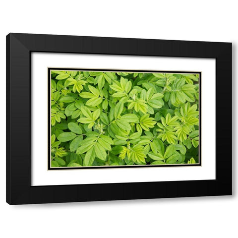 Canada, New Brunswick Leafy vegetation Black Modern Wood Framed Art Print with Double Matting by Anon, Ellen