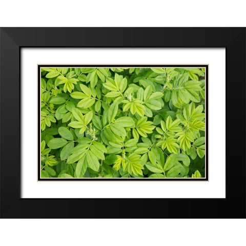 Canada, New Brunswick Leafy vegetation Black Modern Wood Framed Art Print with Double Matting by Anon, Ellen