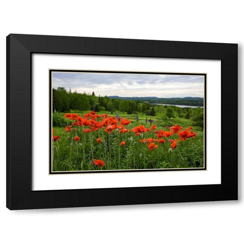 Canada, New Brunswick Flowers and St John River Black Modern Wood Framed Art Print with Double Matting by Anon, Ellen