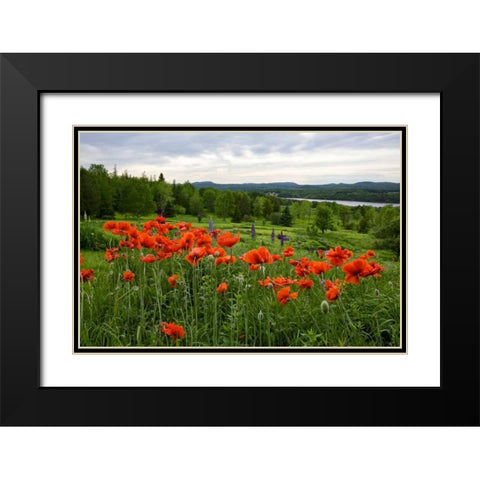 Canada, New Brunswick Flowers and St John River Black Modern Wood Framed Art Print with Double Matting by Anon, Ellen