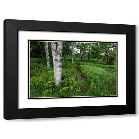 Canada, New Brunswick Forest scenic Black Modern Wood Framed Art Print with Double Matting by Anon, Ellen