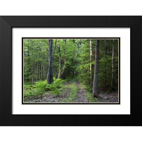 Canada, New Brunswick Forest scenic Black Modern Wood Framed Art Print with Double Matting by Anon, Ellen