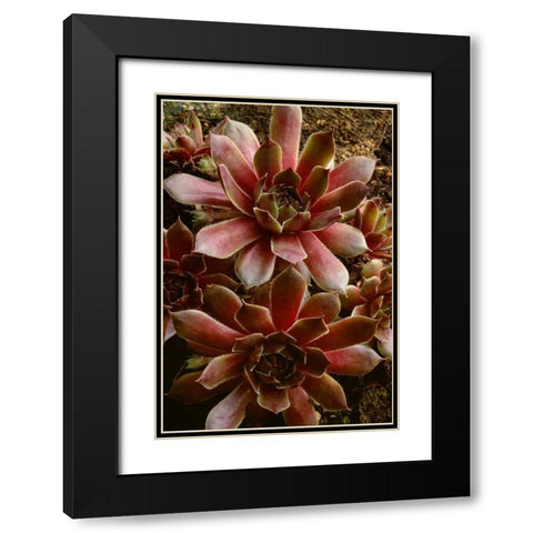 Canada Succulent plant close-up Black Modern Wood Framed Art Print with Double Matting by Bush, Marie