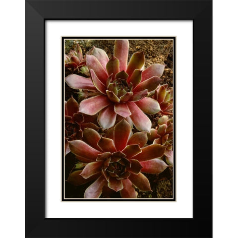 Canada Succulent plant close-up Black Modern Wood Framed Art Print with Double Matting by Bush, Marie