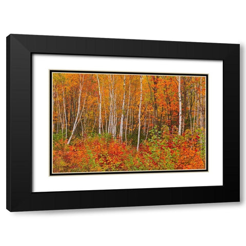 Canada-New Brunswick-Gagetown Acadian forest in autumn foliage Black Modern Wood Framed Art Print with Double Matting by Jaynes Gallery