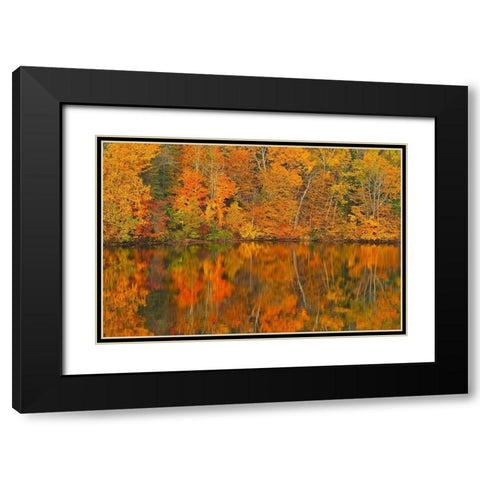 Canada-New Brunswick-Mactaquac Autumn forest reflected in Saint John River Black Modern Wood Framed Art Print with Double Matting by Jaynes Gallery