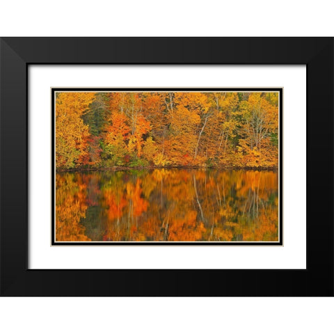 Canada-New Brunswick-Mactaquac Autumn forest reflected in Saint John River Black Modern Wood Framed Art Print with Double Matting by Jaynes Gallery