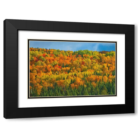 Canada-New Brunswick-Saint-Joseph Forest in autumn foliage Black Modern Wood Framed Art Print with Double Matting by Jaynes Gallery