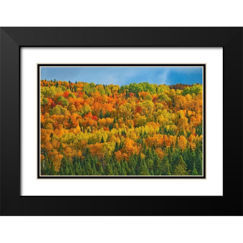 Canada-New Brunswick-Saint-Joseph Forest in autumn foliage Black Modern Wood Framed Art Print with Double Matting by Jaynes Gallery