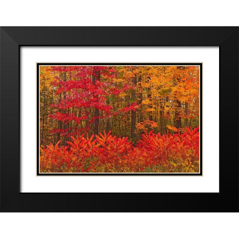 Canada-New Brunswick-Woodstock Forest in autumn foliage Black Modern Wood Framed Art Print with Double Matting by Jaynes Gallery