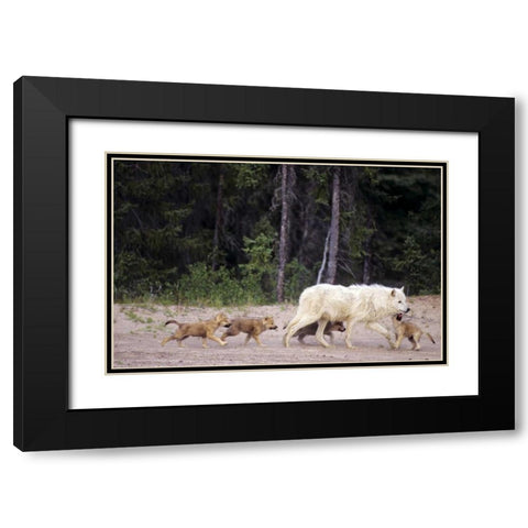 Canada, Great Slave Lake Wild gray wolf and pups Black Modern Wood Framed Art Print with Double Matting by Welling, Dave