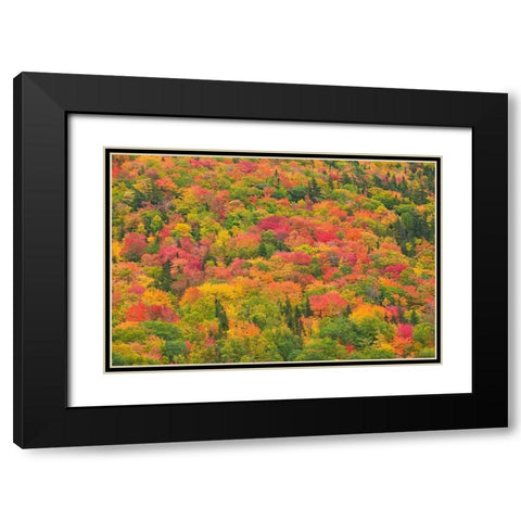 Canada-Nova Scotia-Cape Breton Island Forest in autumn foliage Black Modern Wood Framed Art Print with Double Matting by Jaynes Gallery