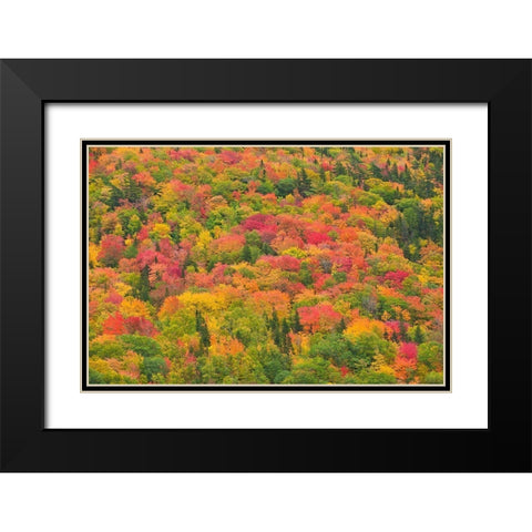 Canada-Nova Scotia-Cape Breton Island Forest in autumn foliage Black Modern Wood Framed Art Print with Double Matting by Jaynes Gallery