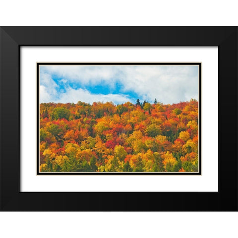 Canada-Nova Scotia-Indian Brook Forest in autumn foliage Black Modern Wood Framed Art Print with Double Matting by Jaynes Gallery