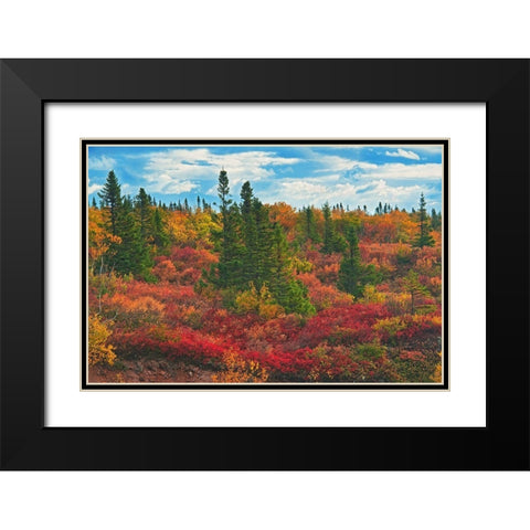 Canada-Nova Scotia-Cape Breton Island Forest in autumn foliage Black Modern Wood Framed Art Print with Double Matting by Jaynes Gallery