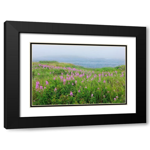 Canada-Nova Scotia-Bay of Fundy Fireweed and fog on bay Black Modern Wood Framed Art Print with Double Matting by Jaynes Gallery