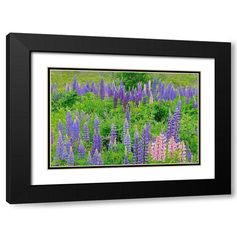 Canada-Nova Scotia-Lunenberg Lupine flowers in field Black Modern Wood Framed Art Print with Double Matting by Jaynes Gallery