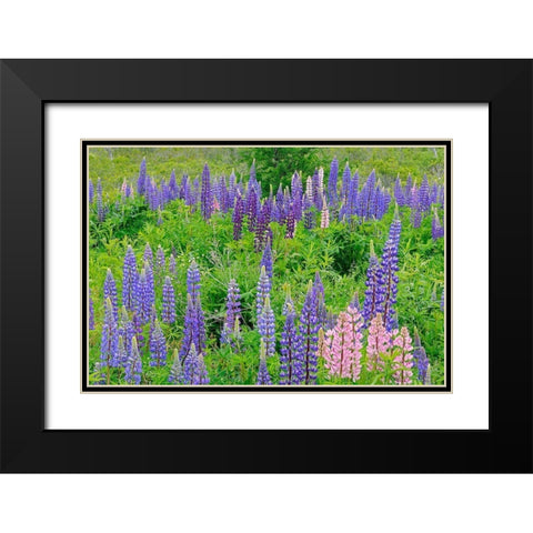 Canada-Nova Scotia-Lunenberg Lupine flowers in field Black Modern Wood Framed Art Print with Double Matting by Jaynes Gallery