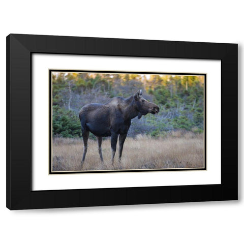 Canada-Nova Scotia-Cape Breton Highlands National Park Black Modern Wood Framed Art Print with Double Matting by Wall, Patrick J.