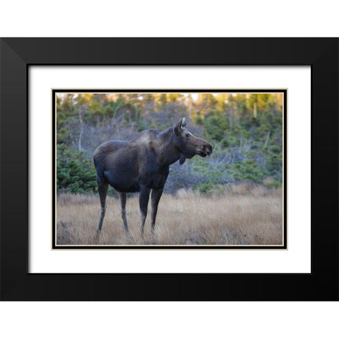 Canada-Nova Scotia-Cape Breton Highlands National Park Black Modern Wood Framed Art Print with Double Matting by Wall, Patrick J.