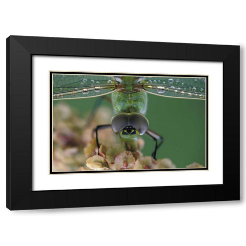 Canada, Ontario, Green Darner on flower Black Modern Wood Framed Art Print with Double Matting by Rotenberg, Nancy