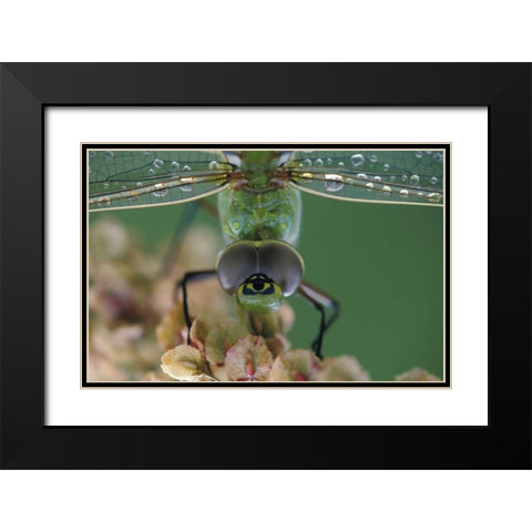 Canada, Ontario, Green Darner on flower Black Modern Wood Framed Art Print with Double Matting by Rotenberg, Nancy