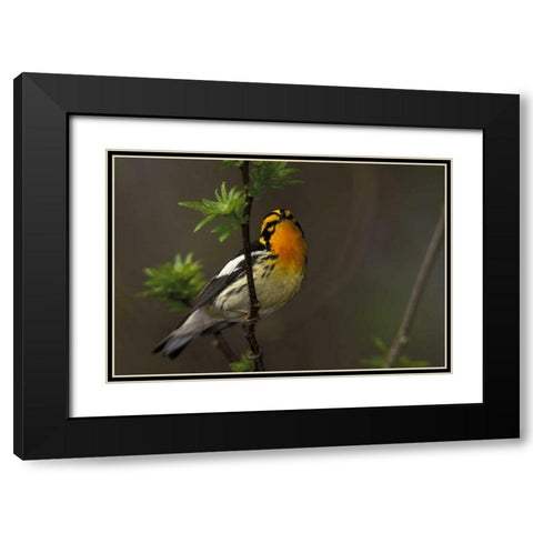 Canada, Ontario Male blackburnian warbler Black Modern Wood Framed Art Print with Double Matting by Morris, Arthur