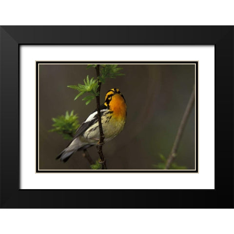 Canada, Ontario Male blackburnian warbler Black Modern Wood Framed Art Print with Double Matting by Morris, Arthur