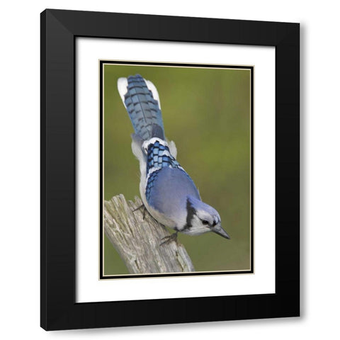 Canada, Rondeau PP Inquisitive blue jay on limb Black Modern Wood Framed Art Print with Double Matting by Morris, Arthur