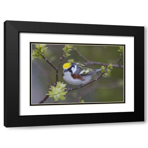 Canada, Ontario,  Chestnut-sided warbler on tree Black Modern Wood Framed Art Print with Double Matting by Morris, Arthur